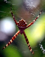 zebraspinneasmus_150x193_Kopie