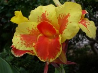 canna-zweifarbig Canna, gelb und rot