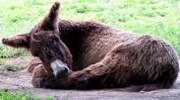 esel-liegend_180x100