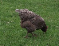 graues Huhn von Robert