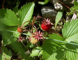 Walderdbeere im frz. Jura 06/2011