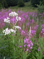 blutweiderich_und_baldrian_150x200 Blutweiderich und Baldrian auf einer Waldlichtung