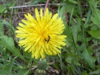 Löwenzahnblüte + Insekt