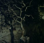 beleuchteter Baum in der Nacht