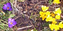 Krokusse in Diefenbach 02/2011