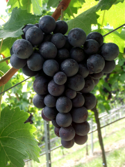 trauben-02 heuch_Kopie