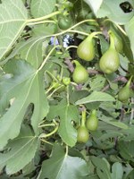 feigen-killesberg_150x200