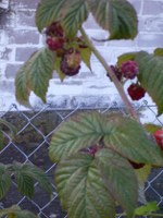 himbeeren_150x200