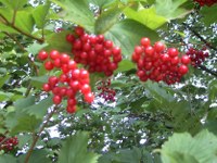 rotebeeren110814_200x150