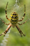 Wespenspinne Dirk Paeschke