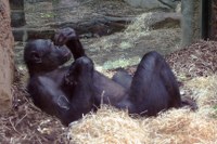 Dösender Bonobo Frankfurt/Main- Zoo