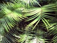 palmendach111003 Im Palmengarten Frankfurt/Main