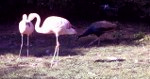 flamingos+pfau_150x79_Kopie