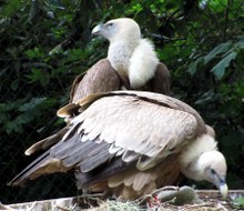 gänsegeier-02_Kopie_220x190