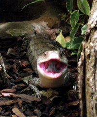 leguan-08_Kopie_200x240