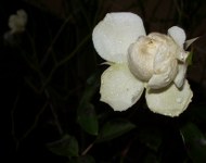 weiße-rose-12.12.2011_190x150 Rose im Dezember - Hoffnung