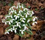 schneegloeckchen_200x133