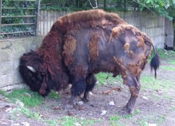 bison-02-mulhouse_250x180