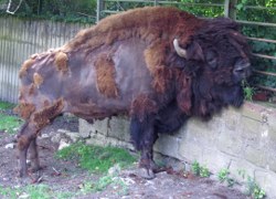 bison-03-mulhouse_250x180