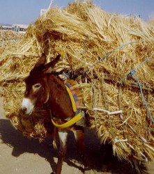 esel-arbeitet_221x250