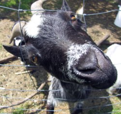 ziege-schaut_250x235