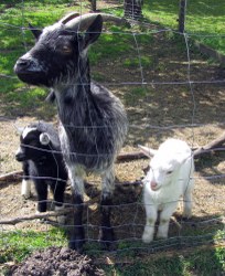 ziegenfamilie_204x250