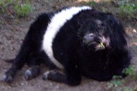 kühe im park_Kopie_200x133