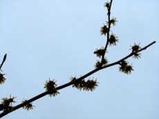 Hamamelis