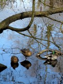 enten-enz-10_130x173