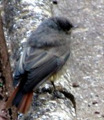 rotschwänzchen-03_150x173