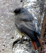 rotschwänzchen-05_150x173