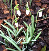 schneeglöckchen-2_193x200