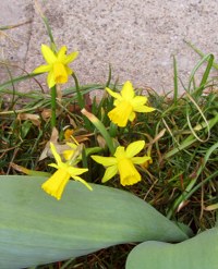 zwergnarzissen-120324