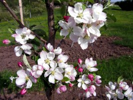 apfelblüten-01_267x200