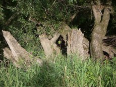 baum 04 rhein_230x173