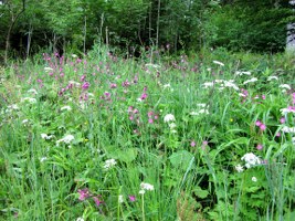 bunte-wiese-01_267x200