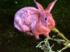 kaninchen-03_230x173