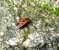 feuerwanze-02_200x169