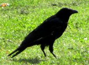 krähen-02-2_180x131