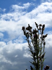 sommerwolken-05_200x267