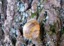 weinbergschnecke-baum_250x180