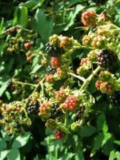 brombeeren-02_173x230