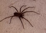 schwarze-spinne2_150x109