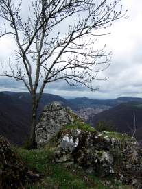 baum-auf-lichtenstein-02_Kopie