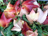 weinlaub-04_200x150_Kopie