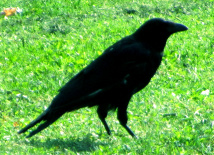 krähe-214x155