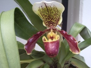 frauenschuh-01_300x225