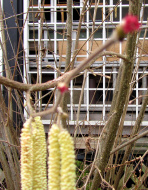 haselblüten-03