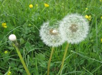 pusteblume-01_200x148