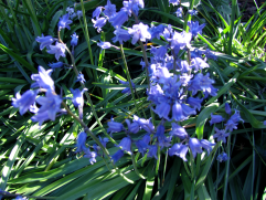 bluebells-241x181